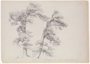 Pechnadelbäume, North Mountain, Catskills, New York, 1848